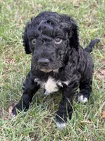 Socks, a male Labradoodle for sale in New Braunfels, TX – 2 of 2