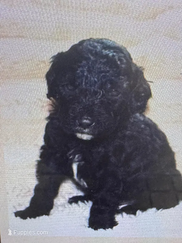 Coal – Labradoodle, Miniature Labradoodle puppy for sale in New Braunfels, TX