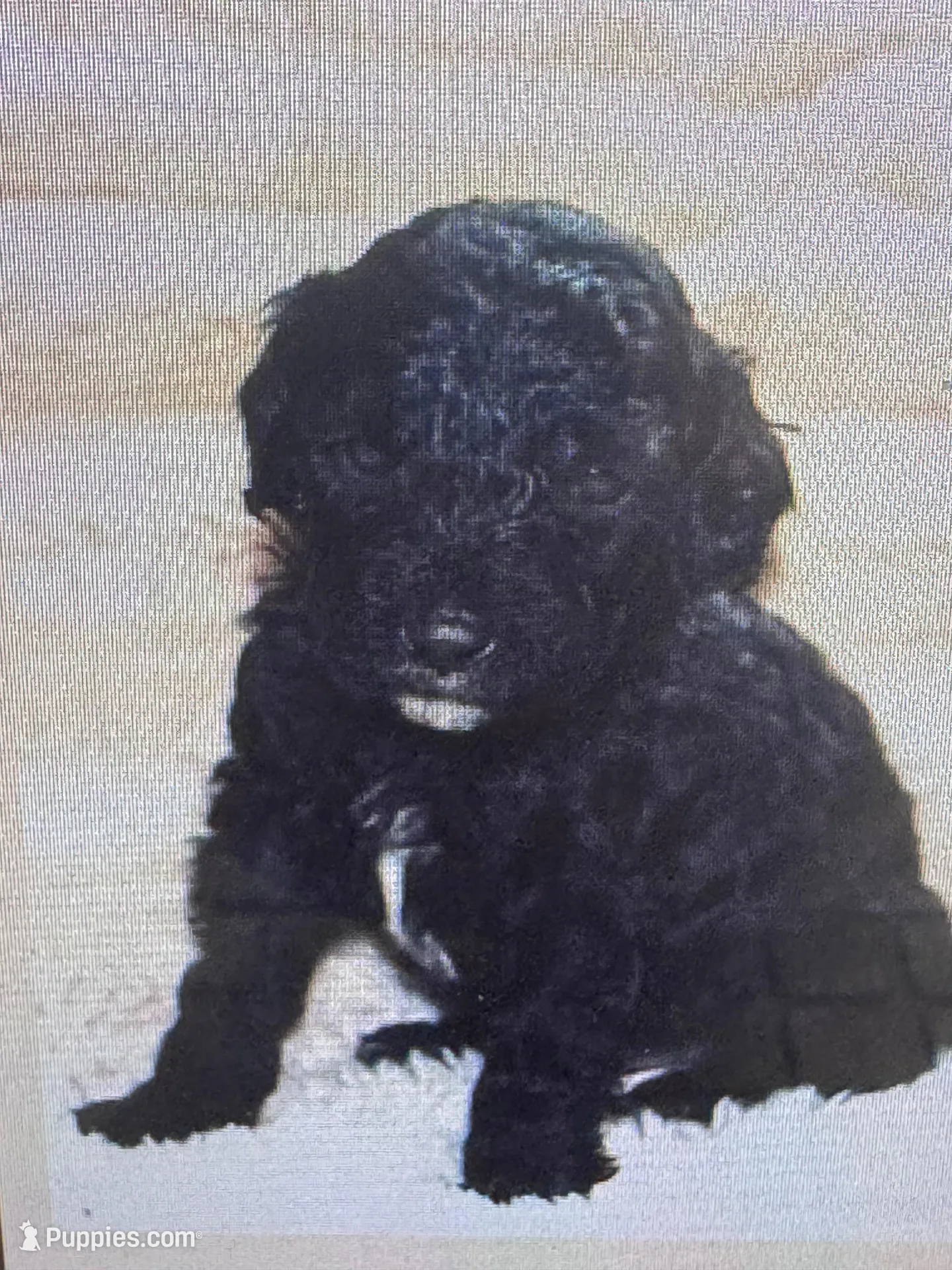 Coal, a male Labradoodle and Miniature Labradoodle for sale in New Braunfels, TX – Photo 1 of 2