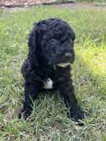 Sissy, a female Labradoodle for sale in New Braunfels, TX – 1 of 2