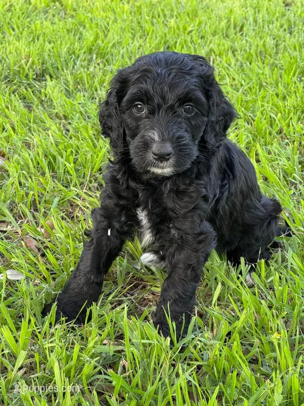 Jet – Labradoodle puppy for sale in New Braunfels, TX