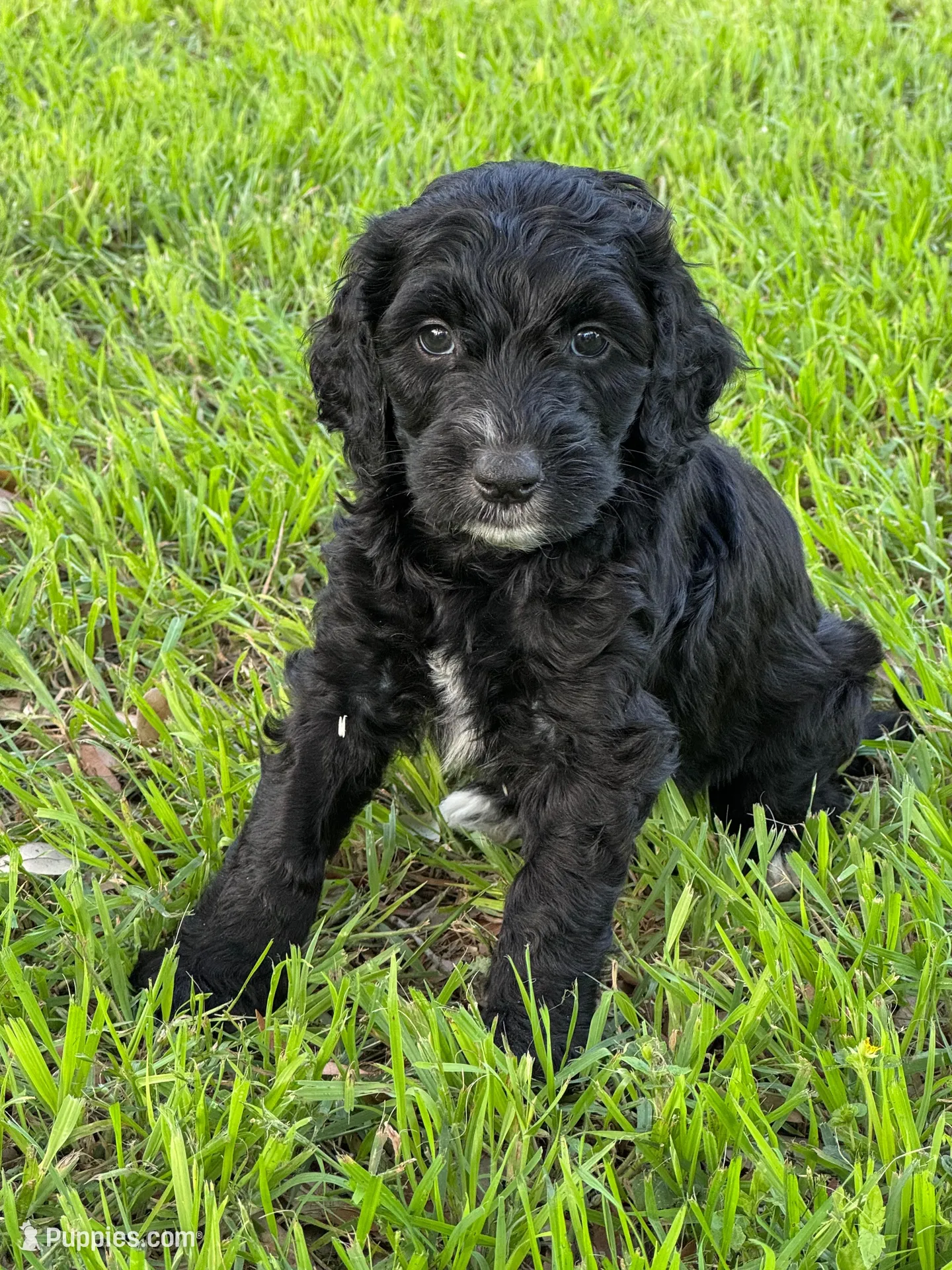 Jet, a male Labradoodle for sale in New Braunfels, TX – Photo 1 of 7