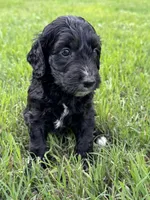 Jet, a male Labradoodle for sale in New Braunfels, TX – Photo 5 of 7