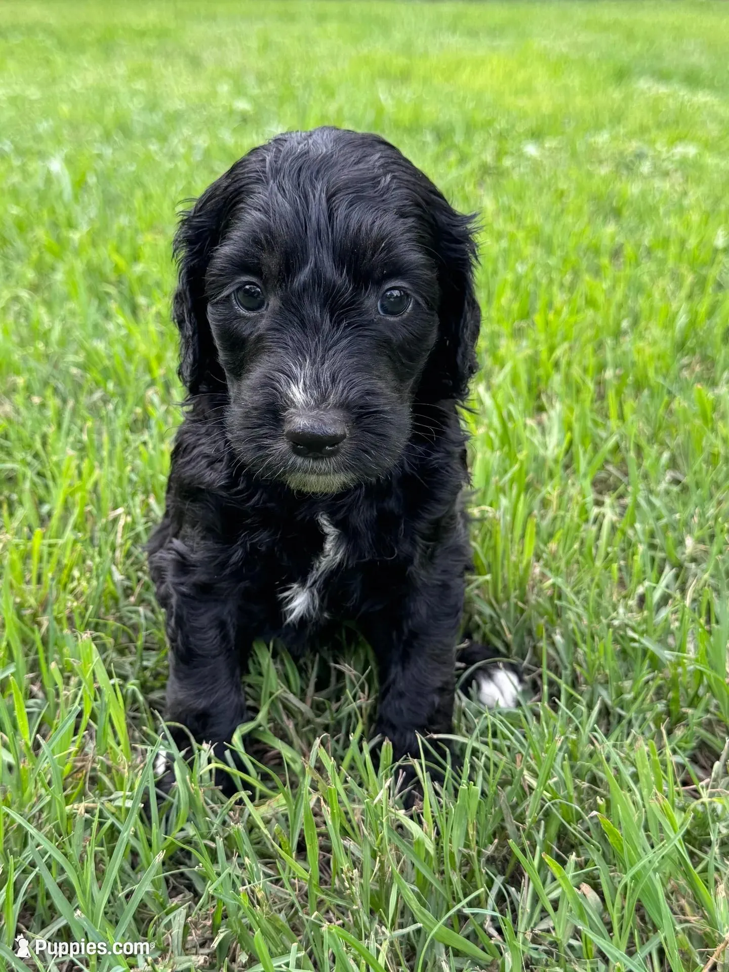Jet, a male Labradoodle for sale in New Braunfels, TX – Photo 4 of 7
