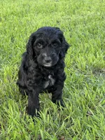 Jet, a male Labradoodle for sale in New Braunfels, TX – Photo 3 of 7