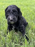Jet, a male Labradoodle for sale in New Braunfels, TX – Photo 7 of 7