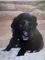 Jet, a male Labradoodle and Miniature Labradoodle for sale in New Braunfels, TX – Photo 2 of 2