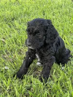 Jet, a male Labradoodle for sale in New Braunfels, TX – Photo 2 of 7
