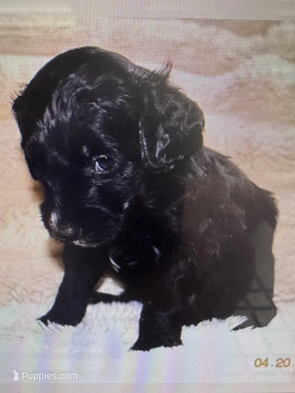 Jet – Labradoodle, Miniature Labradoodle puppy for sale in New Braunfels, TX