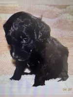 Jet, a male Labradoodle and Miniature Labradoodle for sale in New Braunfels, TX – Photo 1 of 2