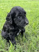 Jet, a male Labradoodle for sale in New Braunfels, TX – Photo 6 of 7
