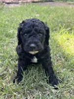 Sissy, a female Labradoodle for sale in New Braunfels, TX – 2 of 2