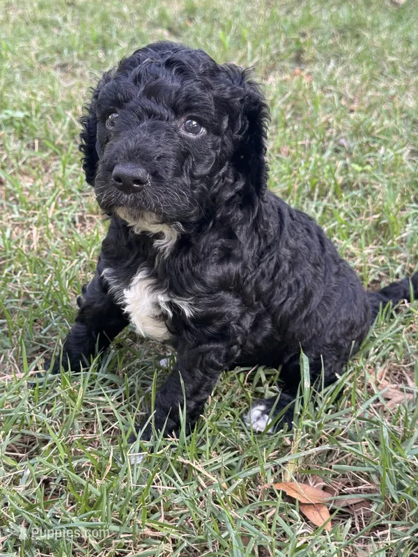 Socks – Labradoodle puppy on hold in New Braunfels, TX