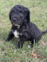 Socks, a male Labradoodle for sale in New Braunfels, TX – 1 of 2