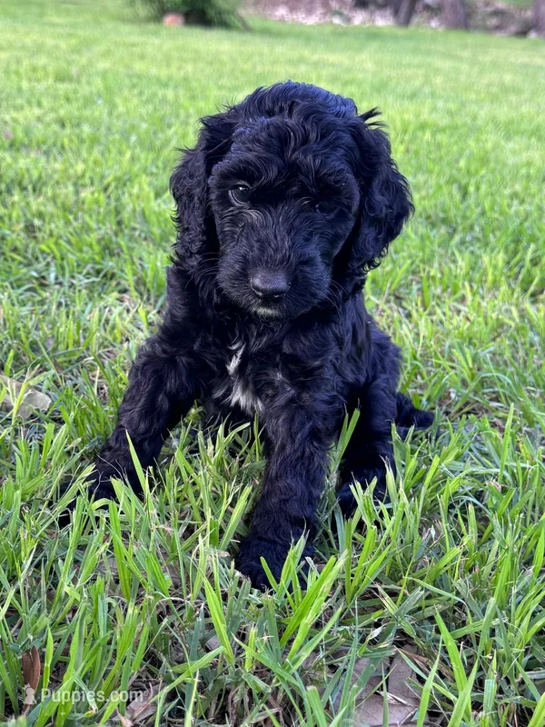 Flower – Labradoodle puppy for sale in New Braunfels, TX