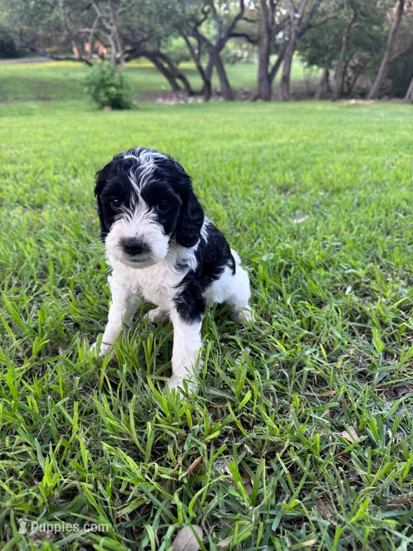 Paris – Labradoodle puppy for sale in New Braunfels, TX