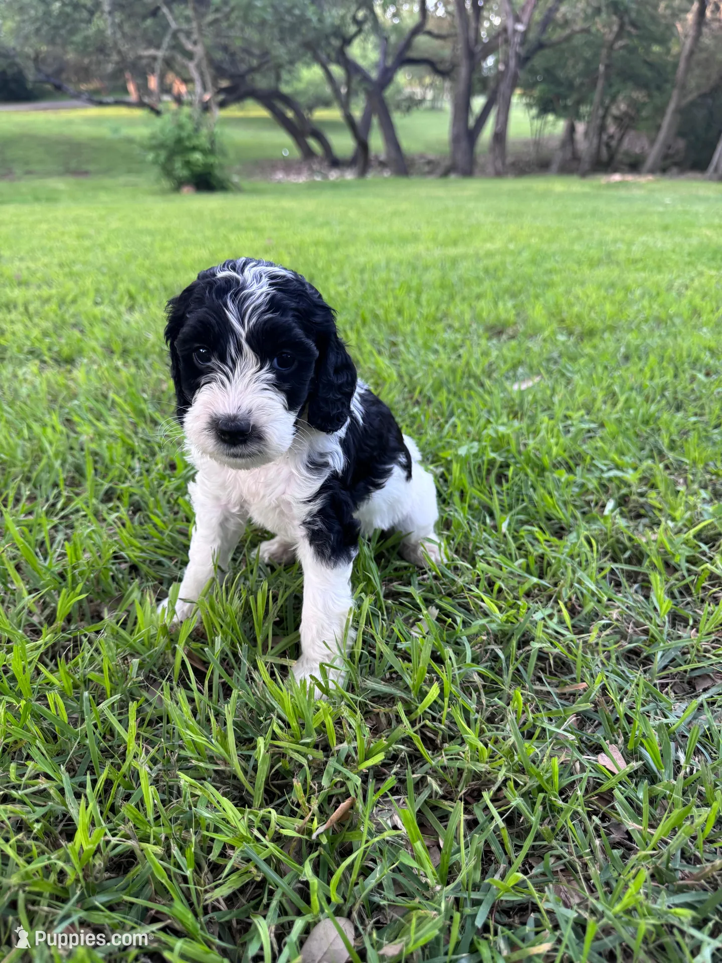 Paris, a female Labradoodle for sale in New Braunfels, TX – Photo 1 of 10