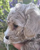 Lupin (green), a male Poodle - Toy  and Cavachon for sale in Las Vegas, NV – 2 of 5