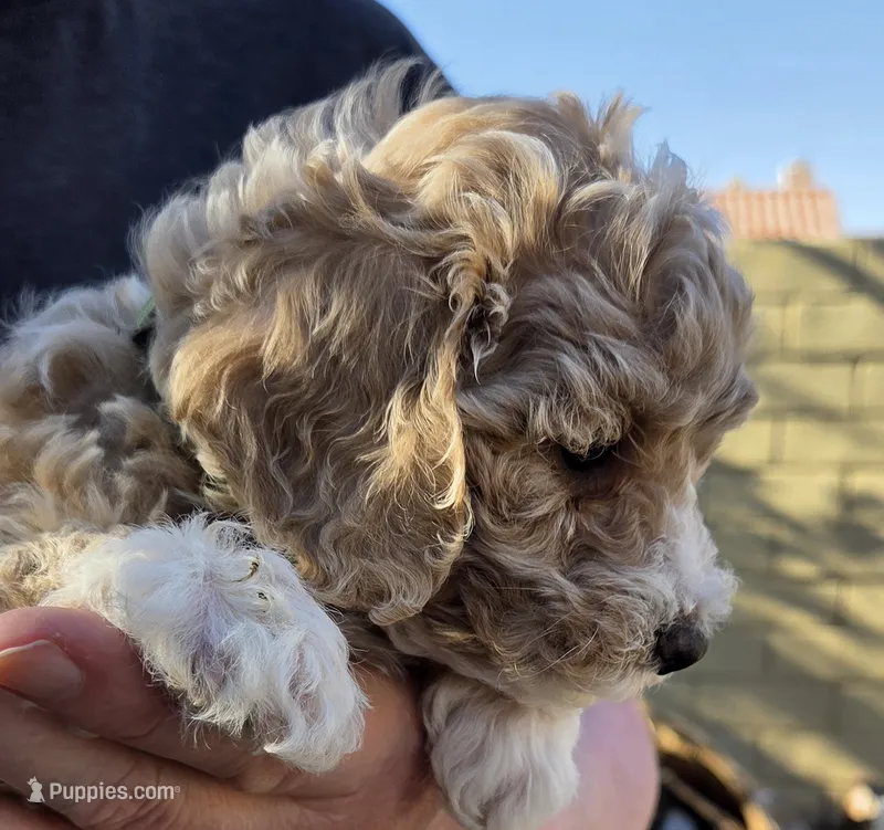 Lupin (green) – Poodle - Toy , Cavachon puppy for sale in Las Vegas, NV