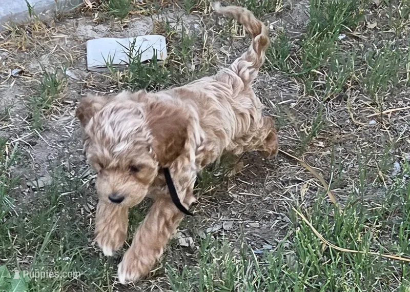 Camellia (pink) – Poodle - Toy , Cavachon puppy for sale in Las Vegas, NV