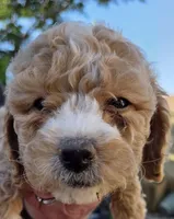 Clover (white), a female Poodle - Toy  and Cavachon for sale in Las Vegas, NV – 5 of 8