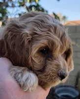 Lilly (yellow), a female Poodle - Toy  and Cavachon for sale in Las Vegas, NV – 3 of 5
