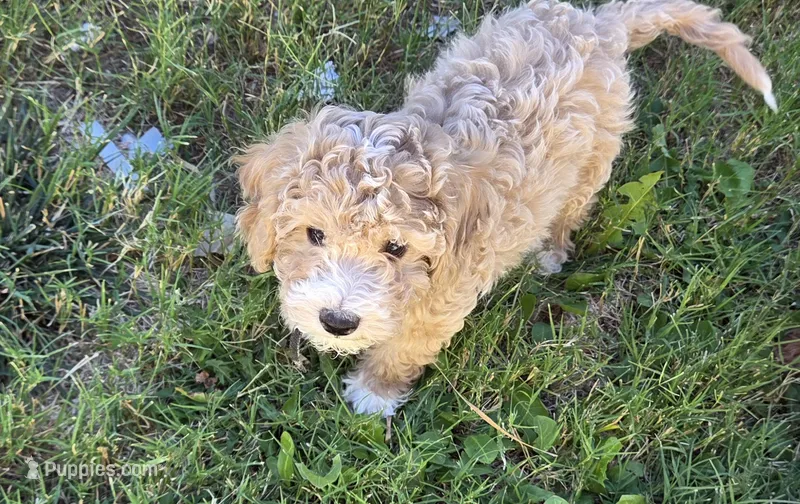 Lupin (green) – Poodle - Toy , Cavachon puppy for sale in Las Vegas, NV