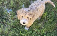 Lupin (green), a male Poodle - Toy  and Cavachon for sale in Las Vegas, NV – 1 of 7