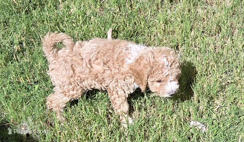 Clover (white) – Poodle - Toy , Cavachon puppy for sale in Las Vegas, NV