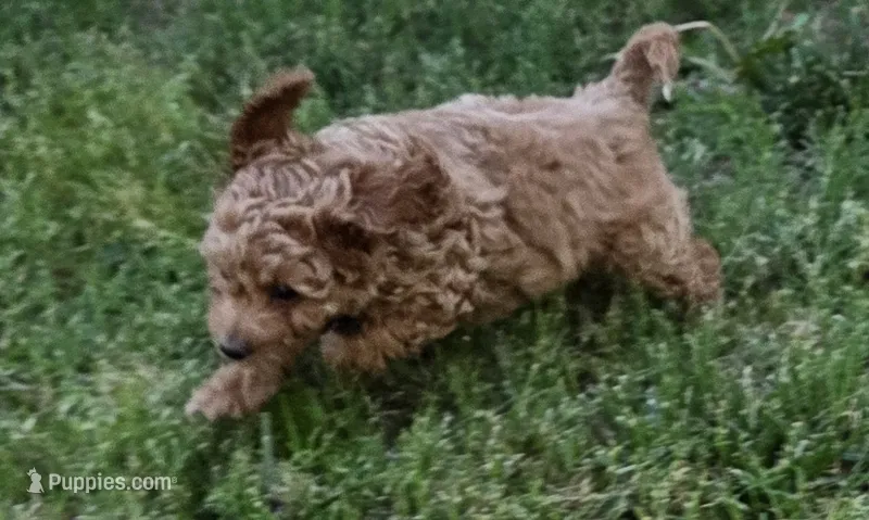 Clement (blue) – Poodle - Toy , Cavachon puppy for sale in Las Vegas, NV