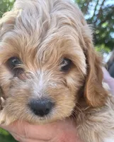 Rose (red), a female Poodle - Toy  and Cavachon for sale in Las Vegas, NV – 4 of 6
