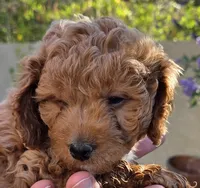 Clement (blue), a male Poodle - Toy  and Cavachon for sale in Las Vegas, NV – 2 of 6