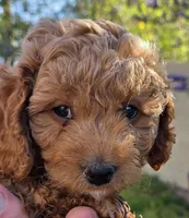 Clement (blue), a male Poodle - Toy  and Cavachon for sale in Las Vegas, NV – 4 of 6