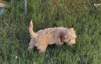 Aaron (purple), a male Poodle - Toy  and Cavachon for sale in Las Vegas, NV – 7 of 9