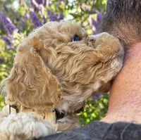 Clover (white), a female Poodle - Toy  and Cavachon for sale in Las Vegas, NV – 2 of 8