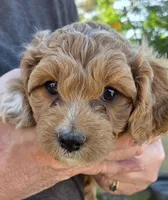 Lilly (yellow), a female Poodle - Toy  and Cavachon for sale in Las Vegas, NV – 2 of 5
