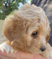 Rose (red), a female Poodle - Toy  and Cavachon for sale in Las Vegas, NV – 3 of 6