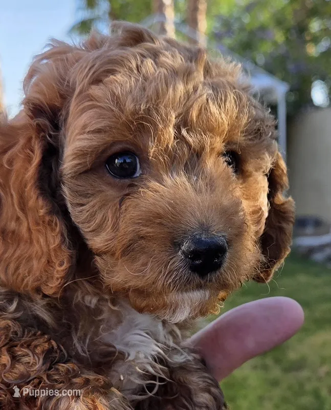 Clement (blue) – Poodle - Toy , Cavachon puppy for sale in Las Vegas, NV