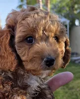 Clement (blue), a male Poodle - Toy  and Cavachon for sale in Las Vegas, NV – 1 of 6