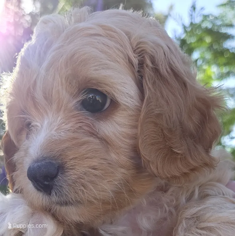 Rose (red) – Poodle - Toy , Cavachon puppy for sale in Las Vegas, NV