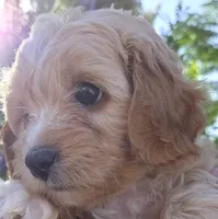 Rose (red), a female Poodle - Toy  and Cavachon for sale in Las Vegas, NV – 1 of 6