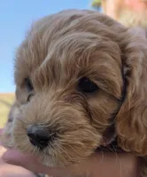 Camellia (pink), a female Poodle - Toy  and Cavachon for sale in Las Vegas, NV – 3 of 6