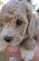 Lupin (green), a male Poodle - Toy  and Cavachon for sale in Las Vegas, NV – 3 of 5