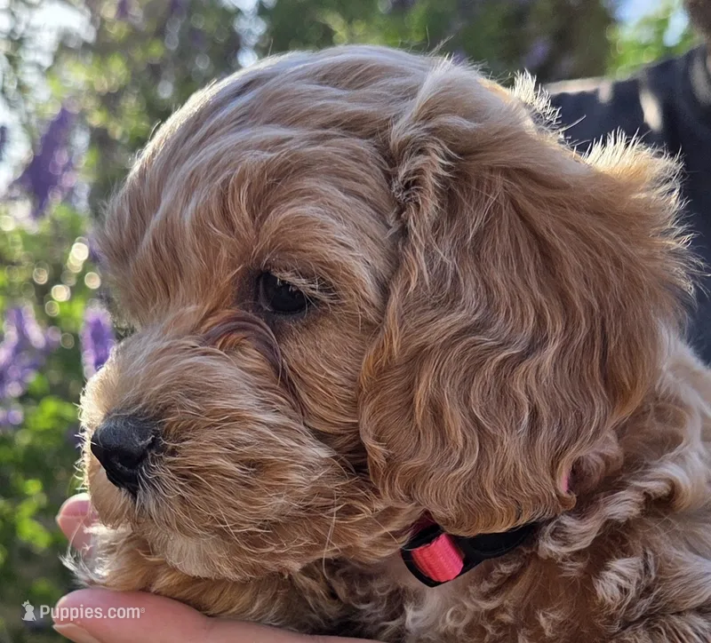 Camellia (pink) – Poodle - Toy , Cavachon puppy for sale in Las Vegas, NV