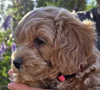 Camellia (pink), a female Poodle - Toy  and Cavachon for sale in Las Vegas, NV – 1 of 6