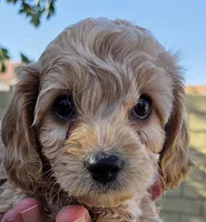 Aaron (purple), a male Poodle - Toy  and Cavachon for sale in Las Vegas, NV – 2 of 5