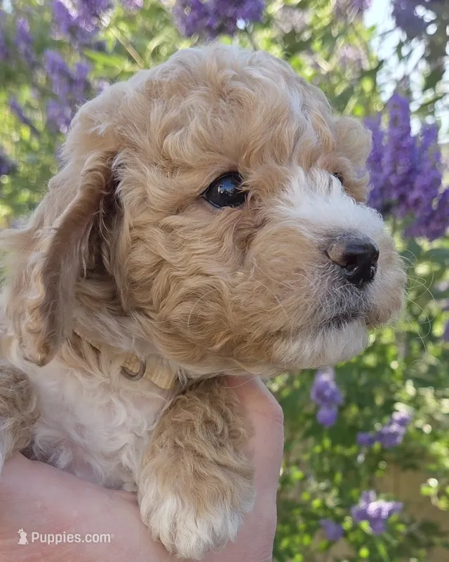 Clover (white) – Poodle - Toy , Cavachon puppy for sale in Las Vegas, NV