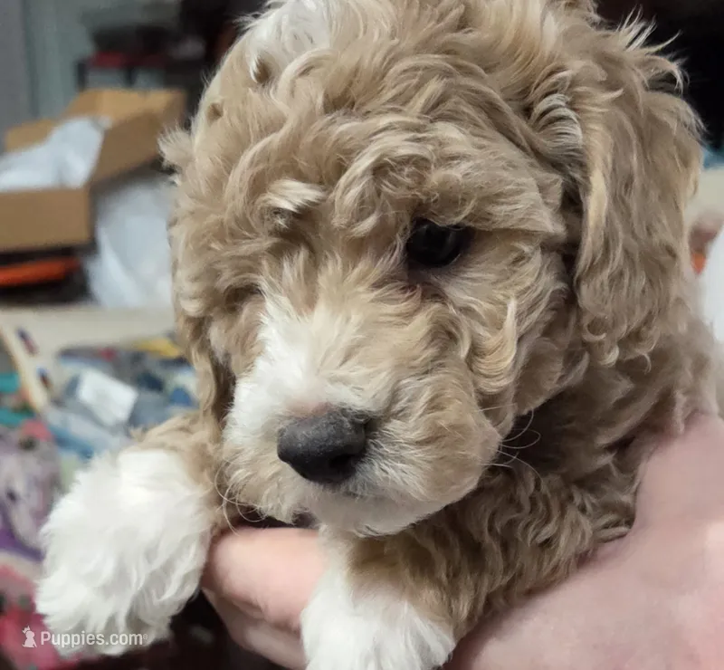 Lupin (green) – Poodle - Toy , Cavachon puppy for sale in Las Vegas, NV