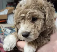 Lupin (green), a male Poodle - Toy  and Cavachon for sale in Las Vegas, NV – 2 of 7