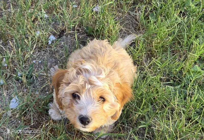 Aaron (purple) – Poodle - Toy , Cavachon puppy for sale in Las Vegas, NV